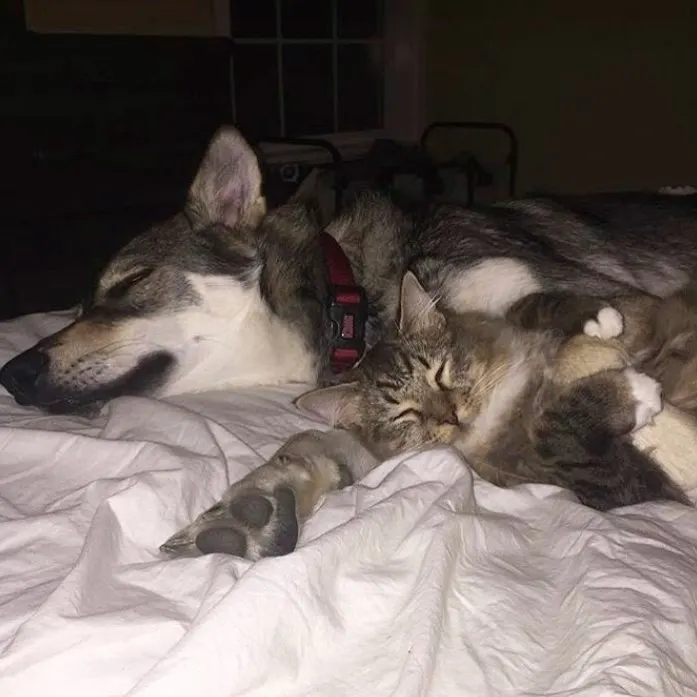 a husky and a cat are sleeping on the bed