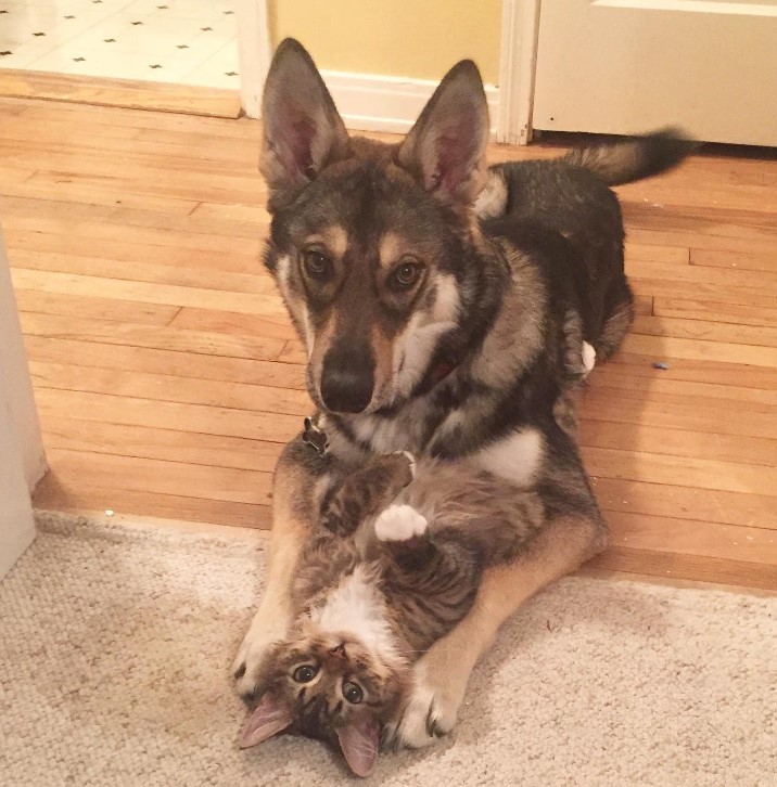 a husky is playing with a cat on the floor