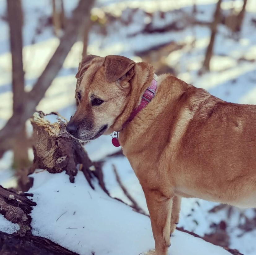 a sad lost dog stands in  the forest in the snow