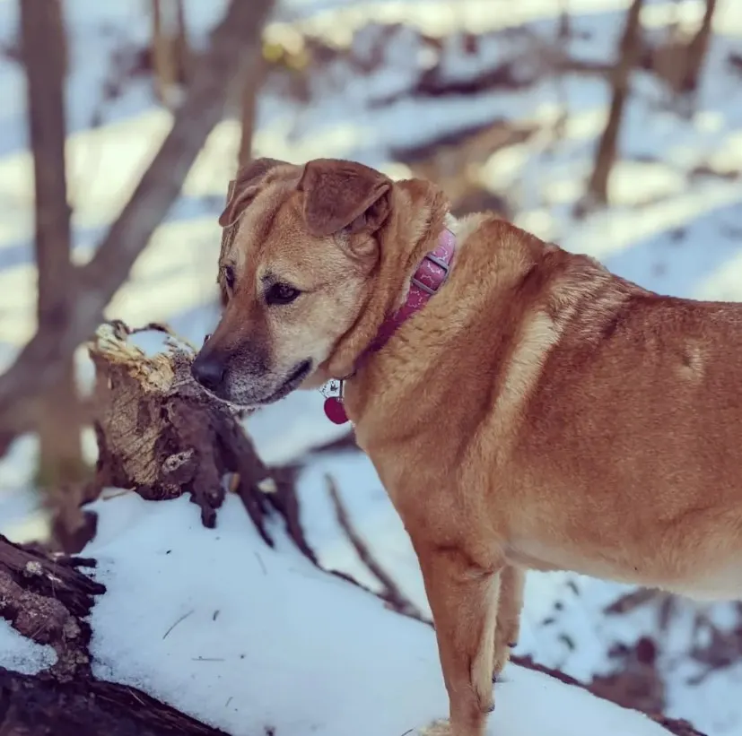 a sad lost dog stands in the forest in the snow