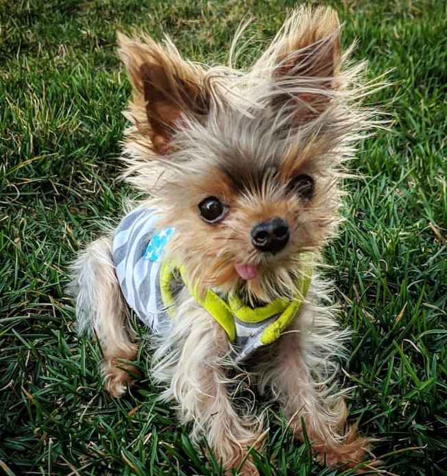 a shaggy dog who lives longer than predicted is sitting on the grass