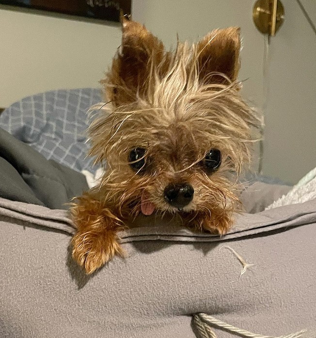 a shaggy dog with big black eyes on a pillow