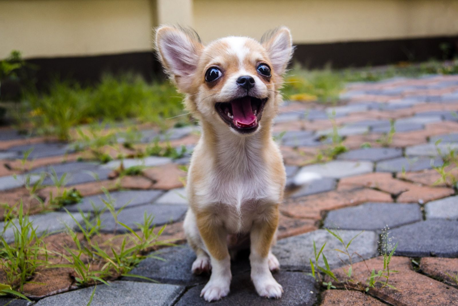 a smiling Chihuahua sits on the sidewalk