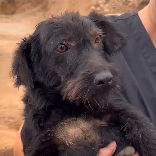 a stray dog in a woman's arms