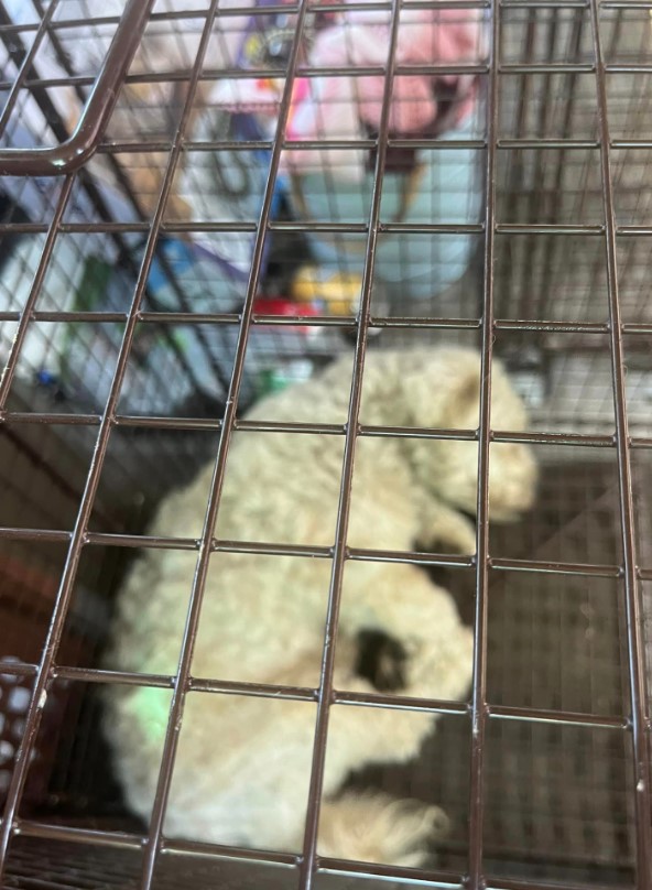 a white shaggy dog sleeps in a cage