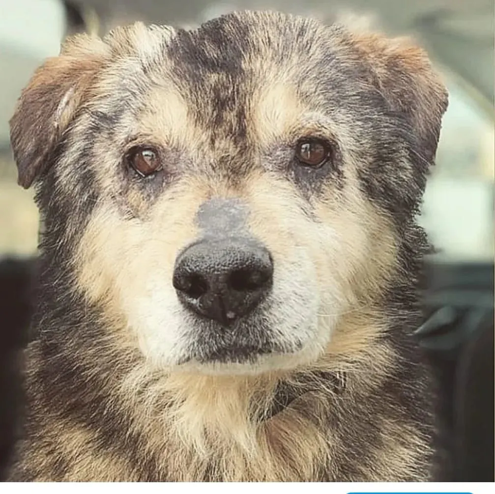 a close-up photo of a large and furry dog