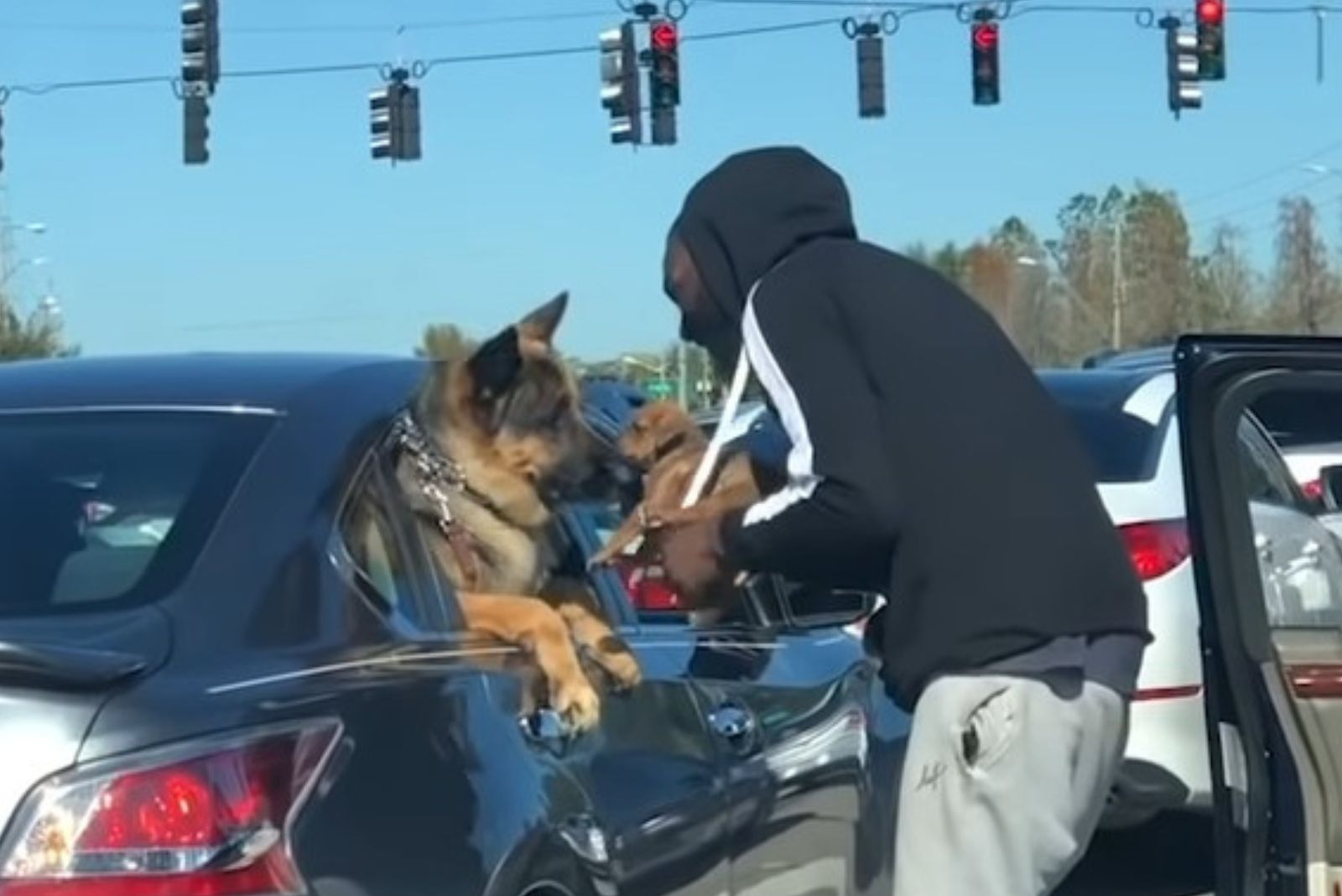 big and small dog kissing