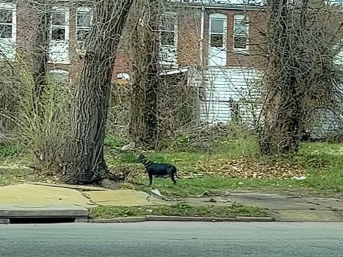 big dog near abandoned house