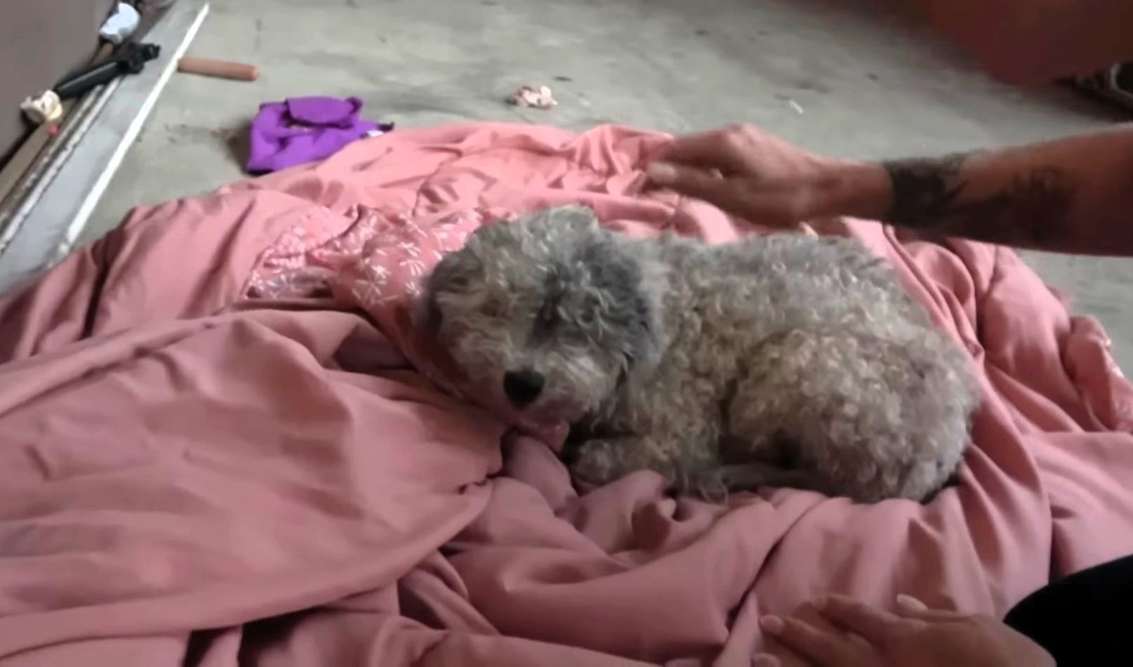 blind puppy sleeping on a pink blanket