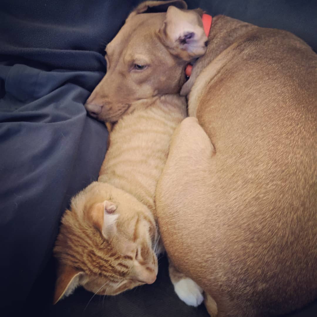 cat and dog sleeping