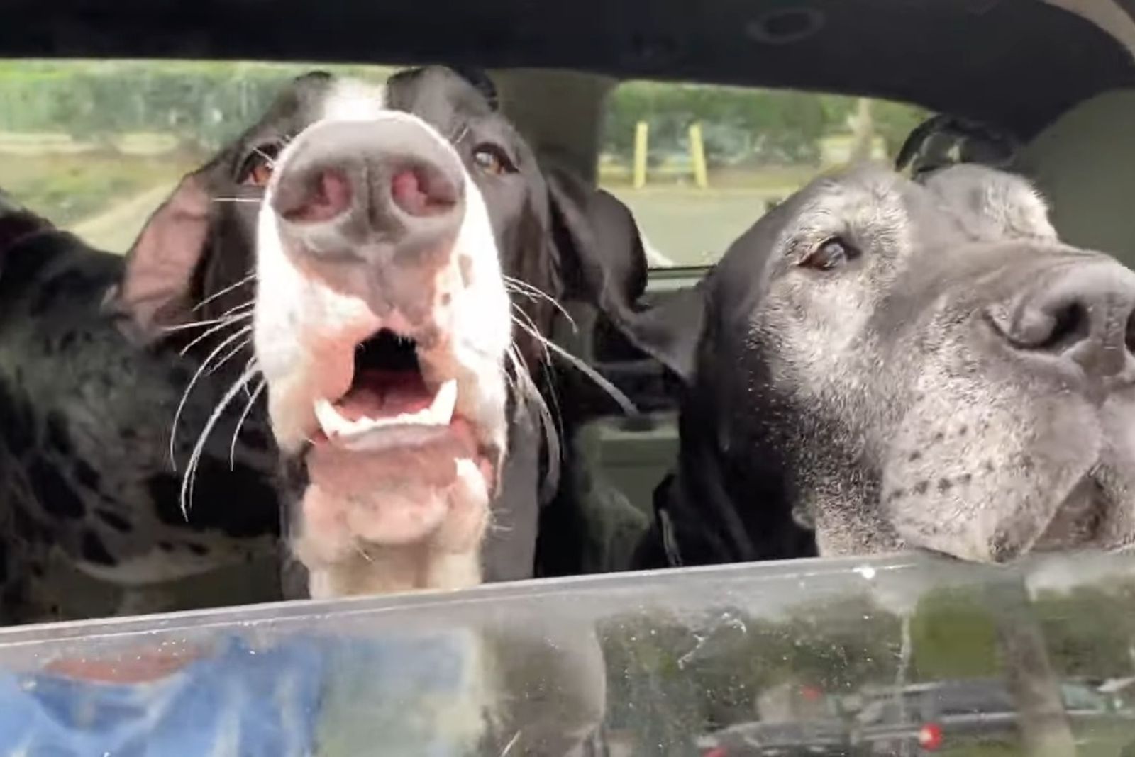 close-up photo of the great danes in a car