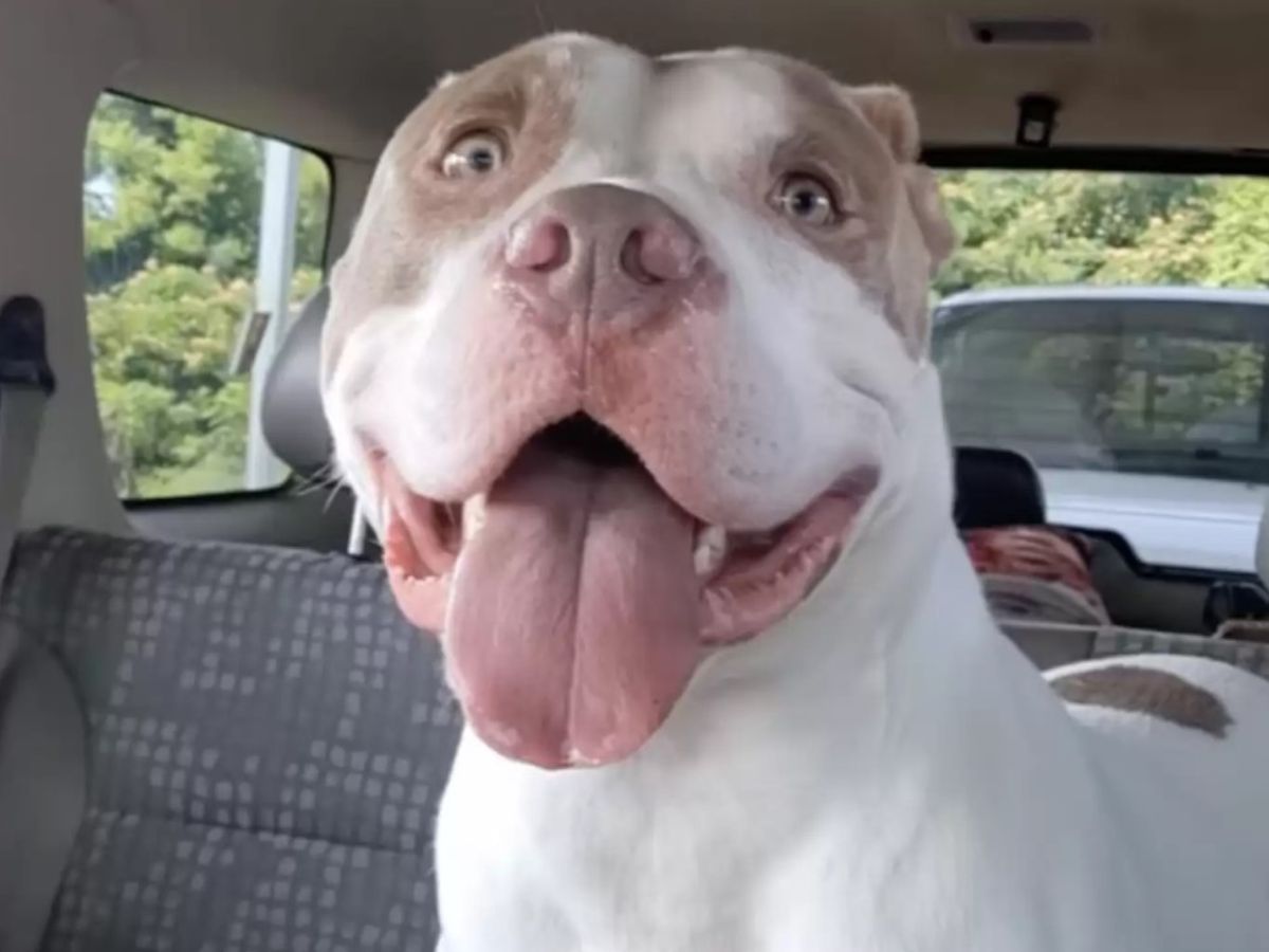 close-up photo of the shelter dog