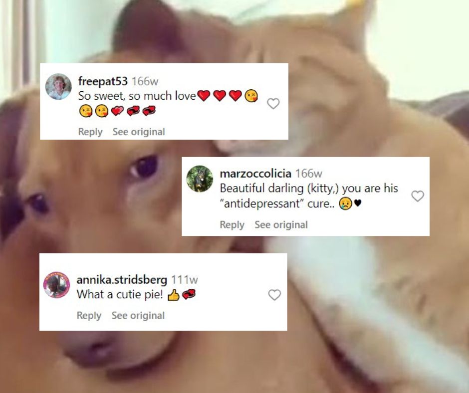 comments for dog and cat