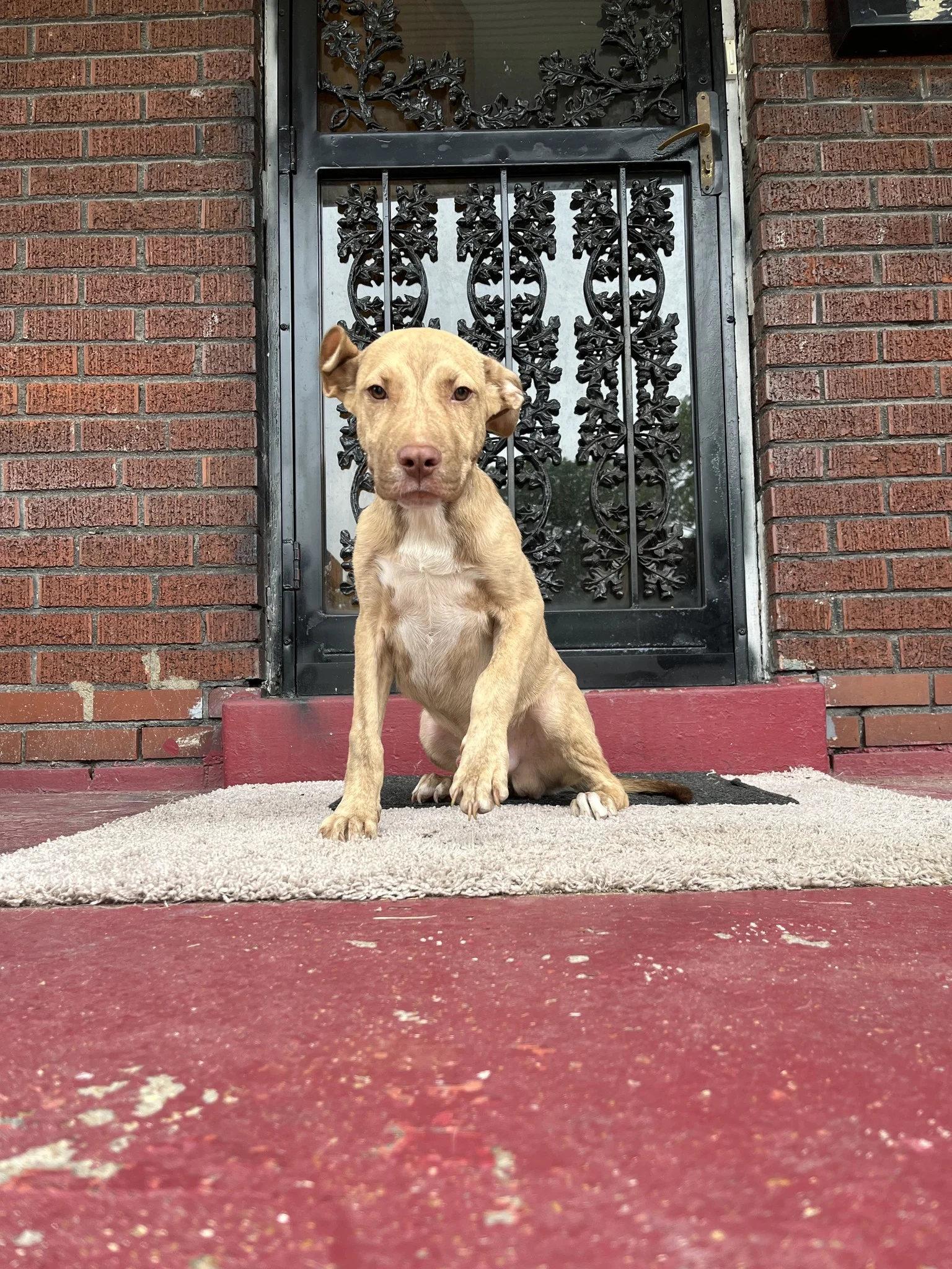 cute puppy sitting on a porch