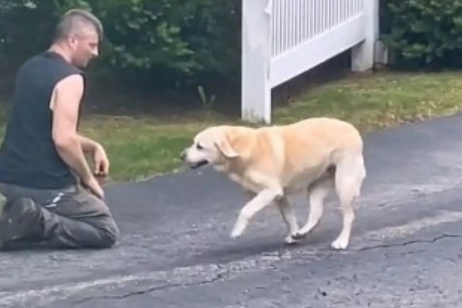 dog and guy playing