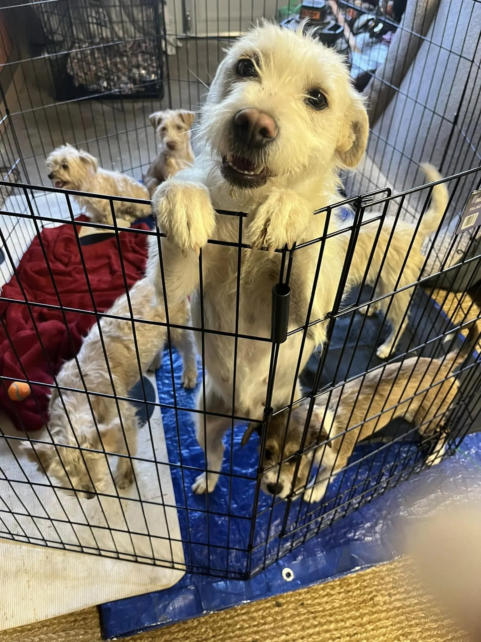 dog mom and puppies in a crate