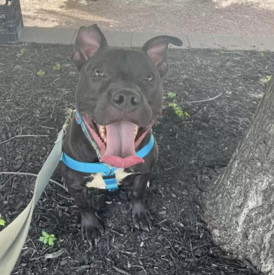 dog named denim sitting outside