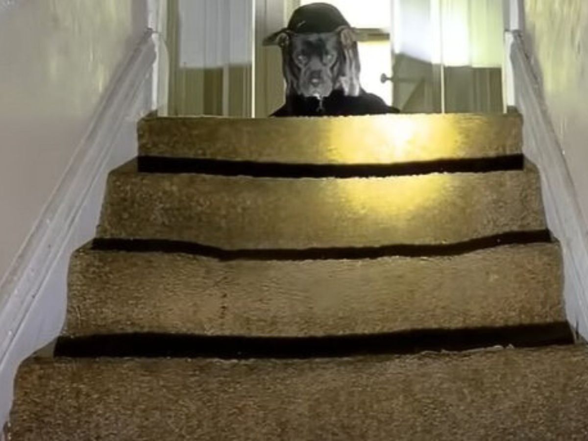 dog sitting at the top of the stairs