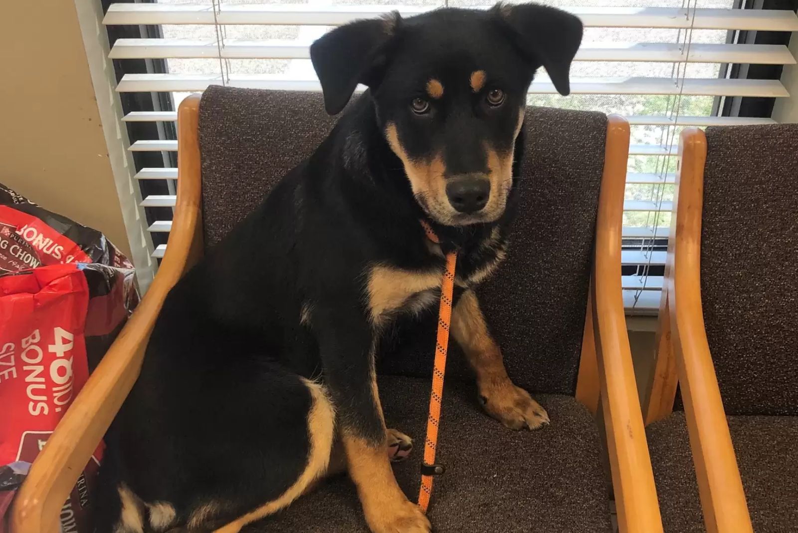 dog sitting in a chair