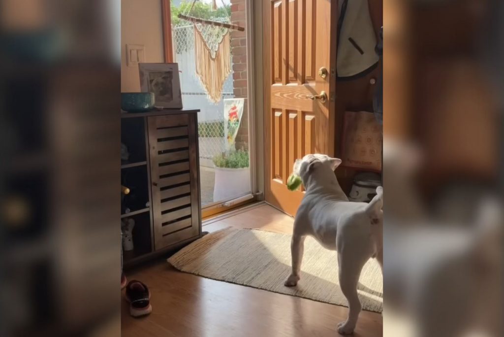 dog standing in front of the door in the sun shade holding a toy in his mouth