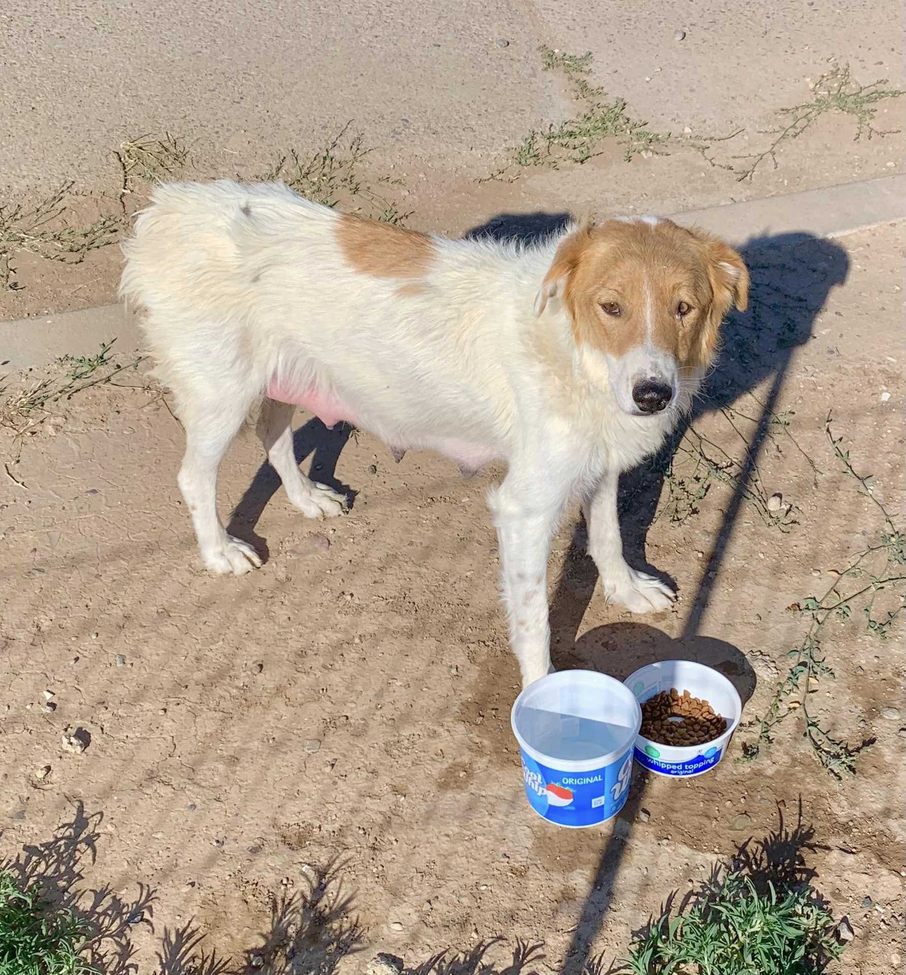 dog with food bowl outdoors