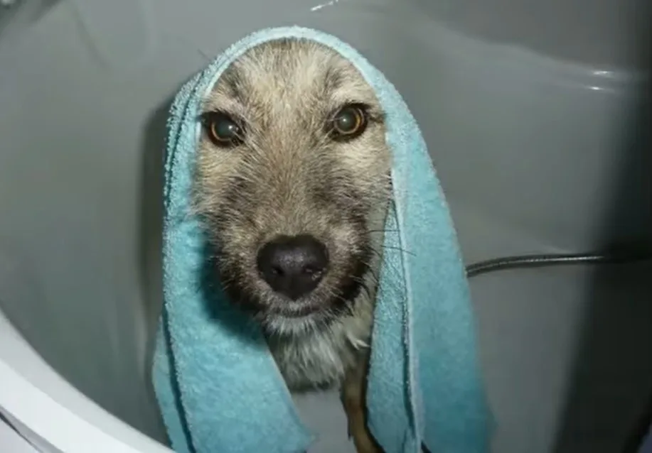 dog with towel on his head