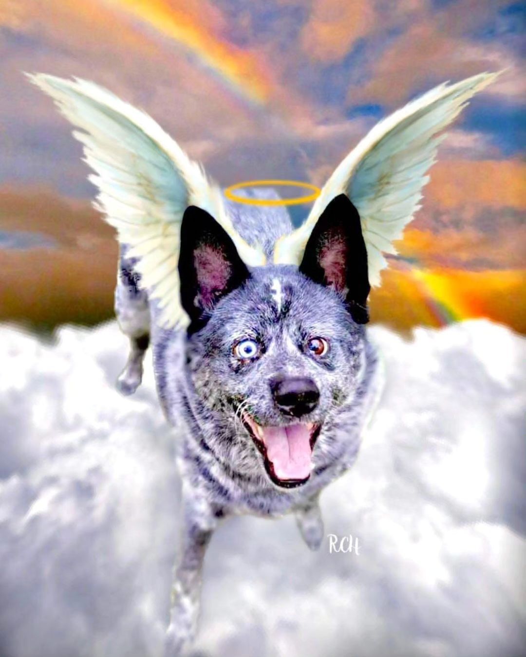 dog with wings