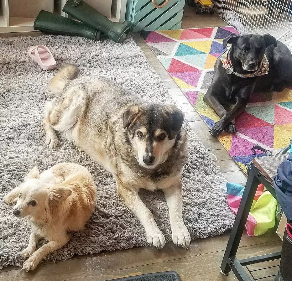 three dogs lying on the carpet next to each other