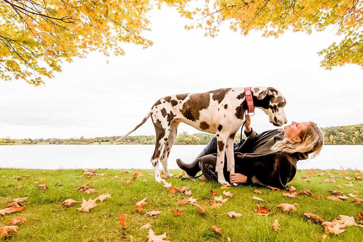 great dane named darla and her owner playing on the grass