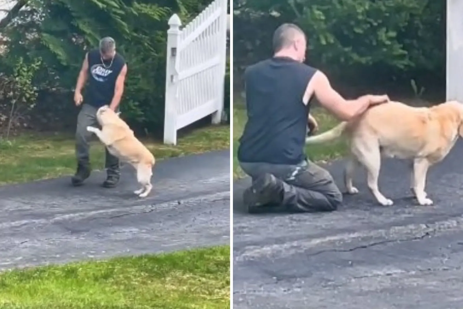 guy and dog playing