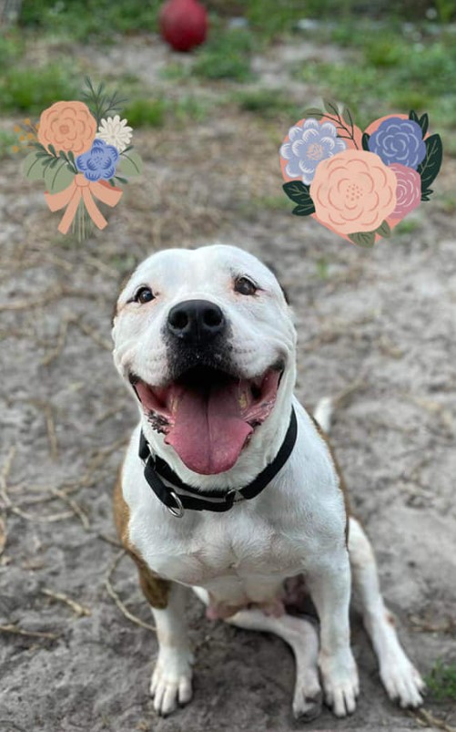 happy dog sitting on the ground and looking at the camera