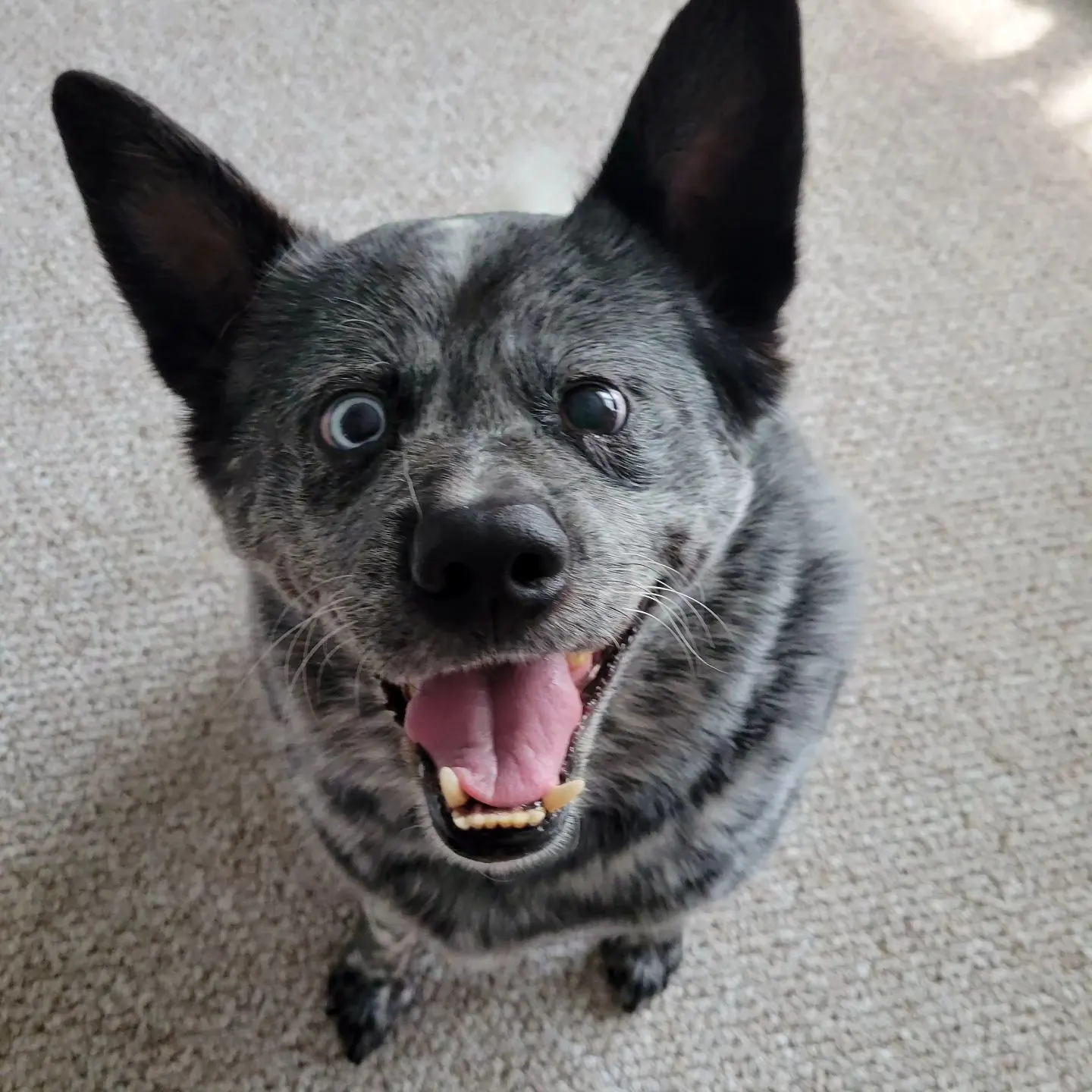 happy dog with disabilities