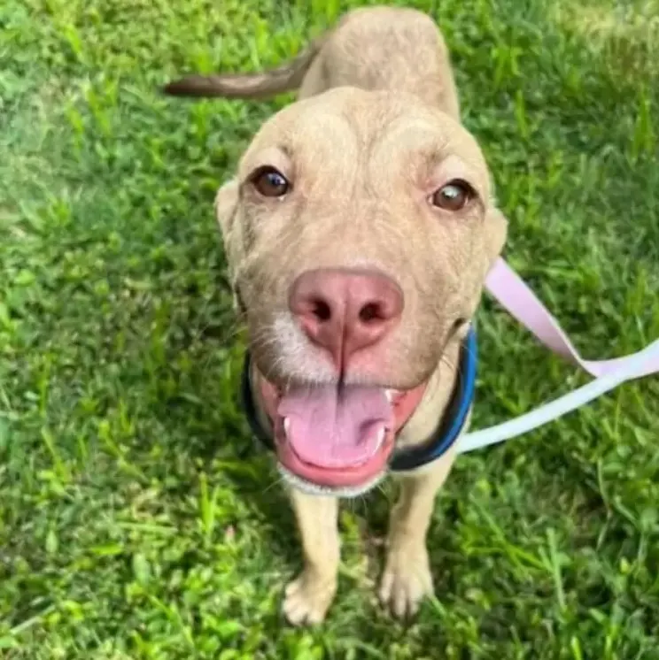 happy dog with open mouth and tongue out