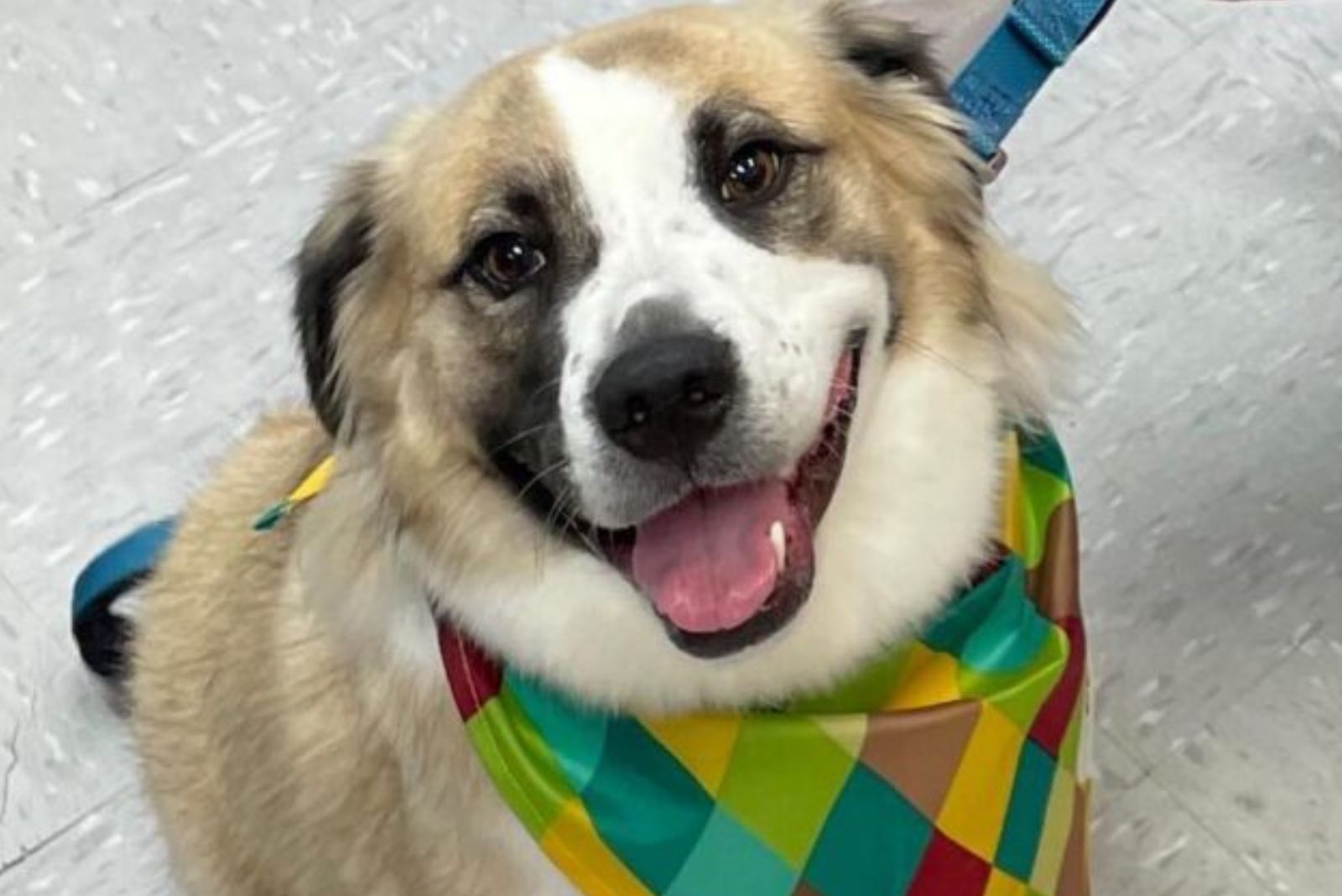 happy dog with scarf