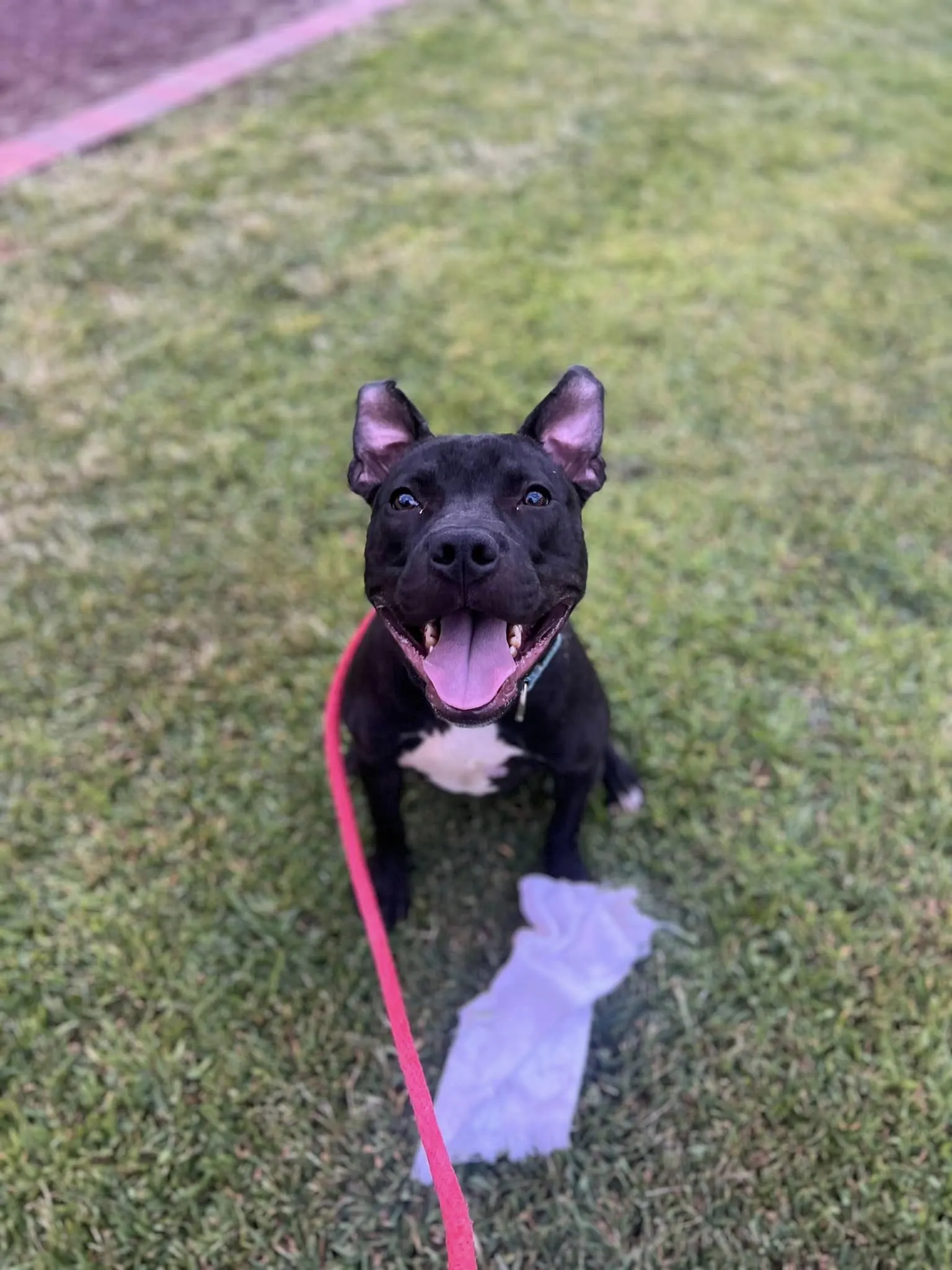 healthy puppy denim sitting on grass