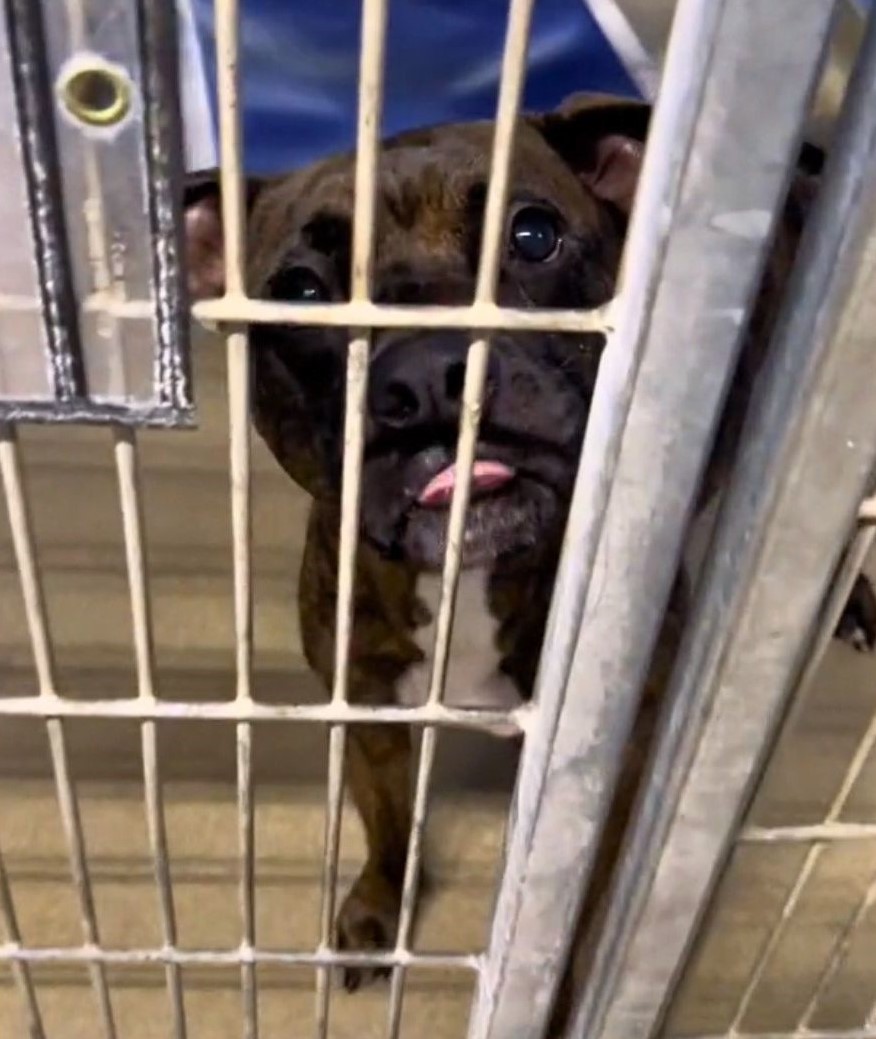 a sad dog behind crate bars