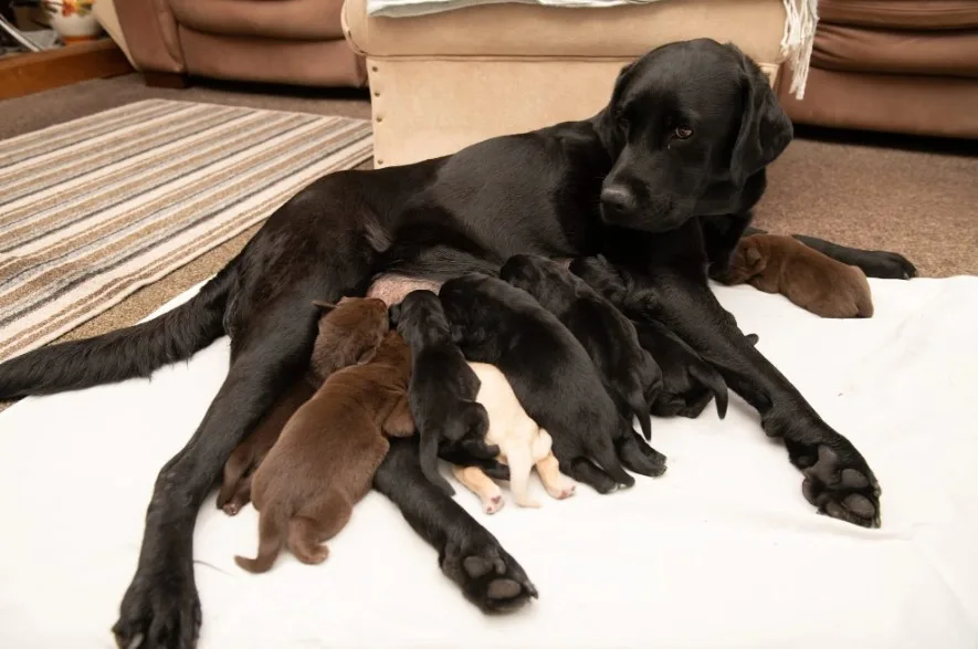 labrador puppies suckle their mother