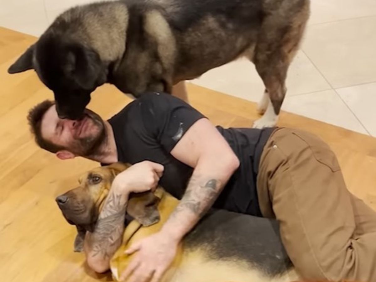 man lying on the ground between two dogs