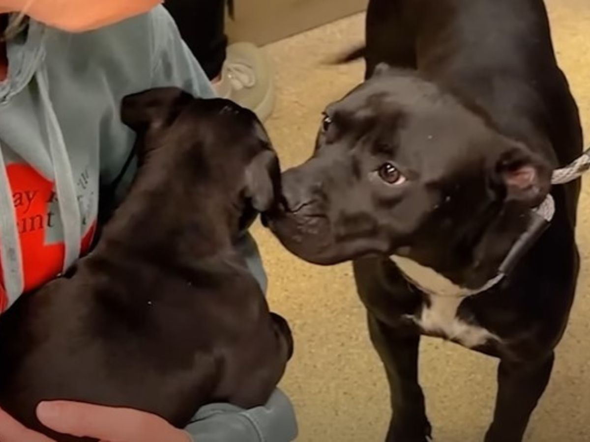 mom dog kissing her pup