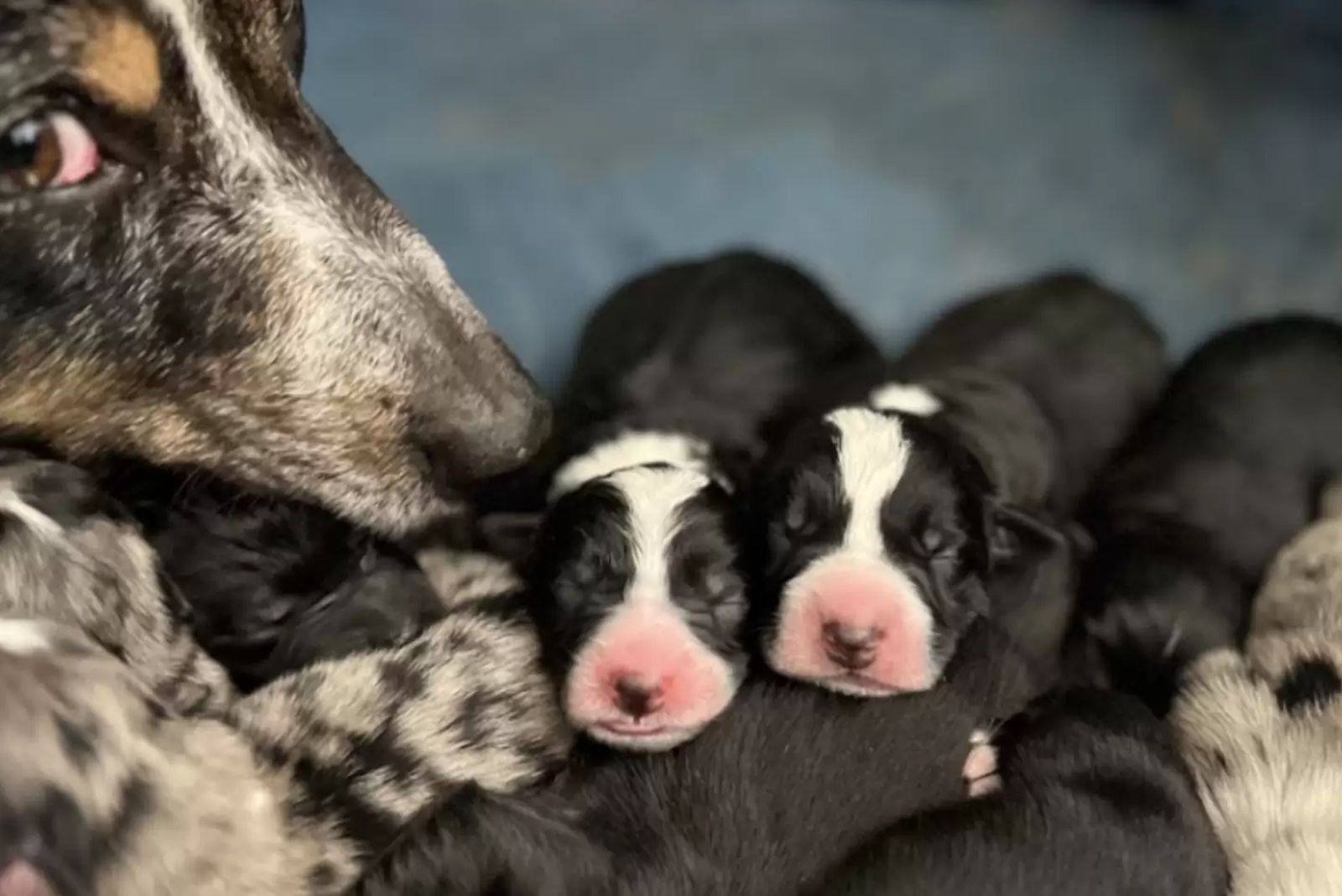 newborn puppies sleeping