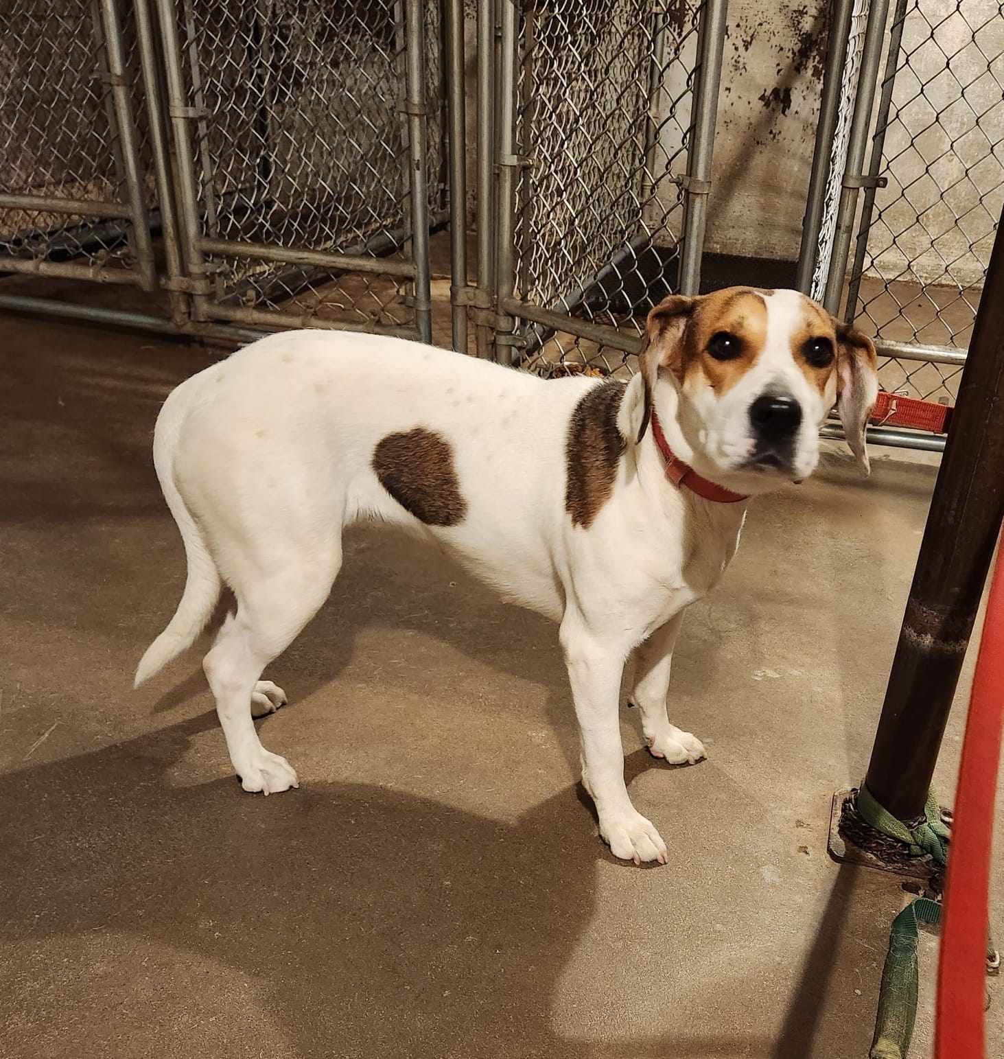 nice dog standing in a shelter