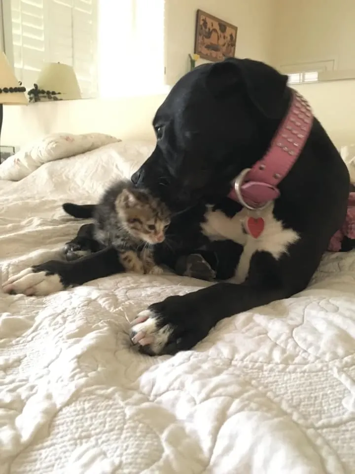 photo of dog and a stray cat lying on the bed