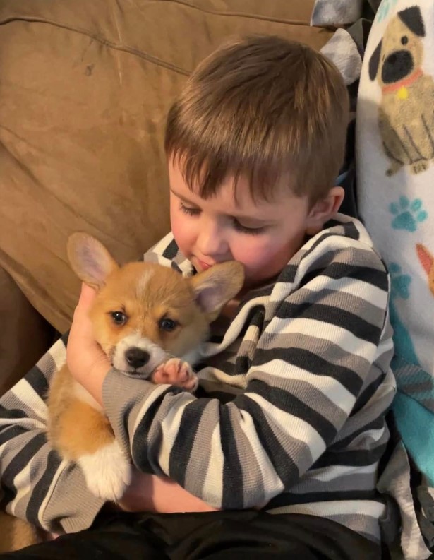 portrait of a boy holding a corgi puppy in his arms