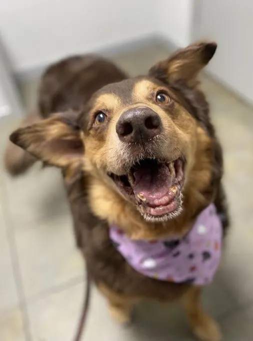 portrait of a smiling dog standing on the tiles and looking at the camera