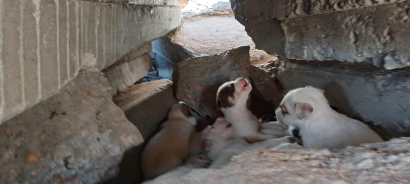 puppies stuck on a pile of concrete rubble