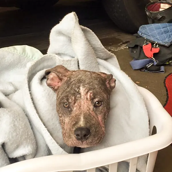 rescued pit bull puppy wrapped in a blanket