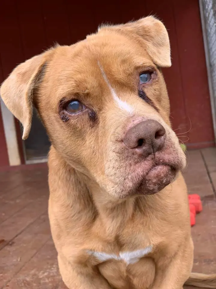 sad dog with spots around eyes