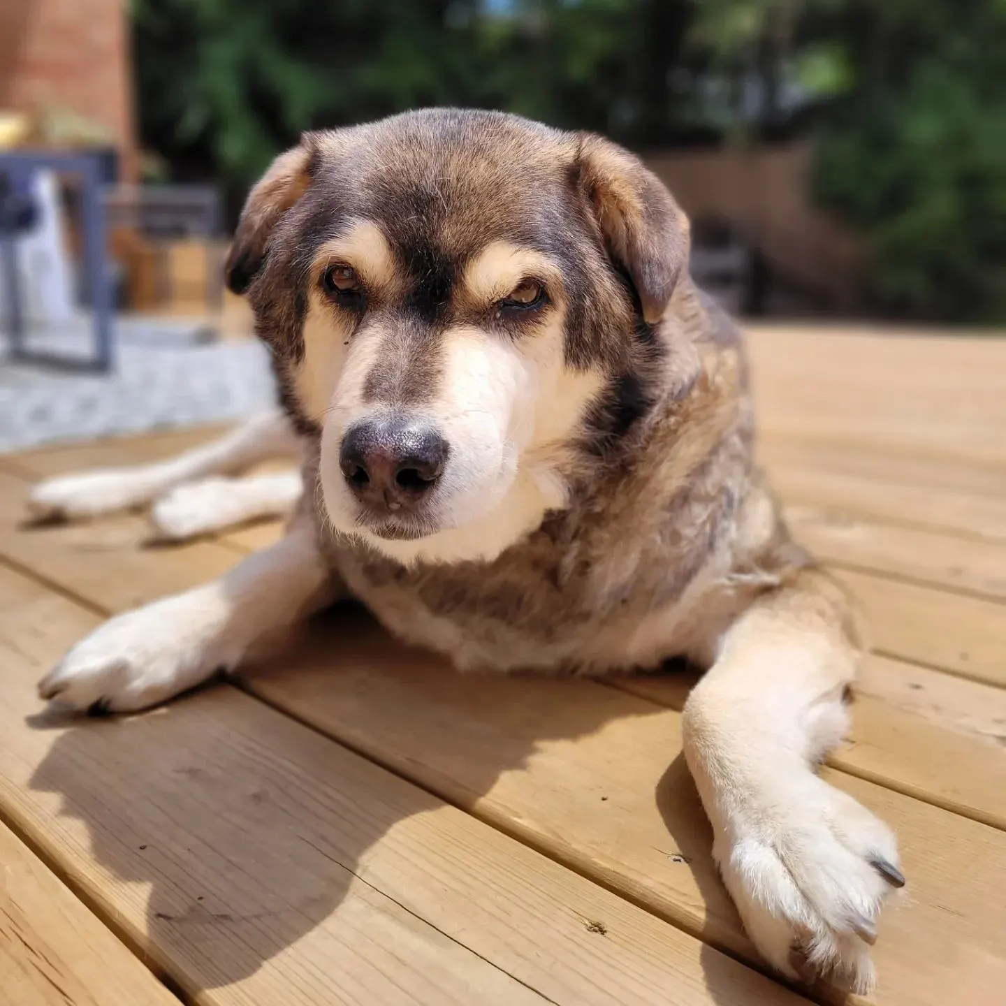 senior dog on the porch