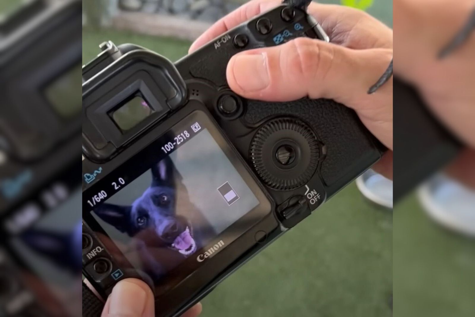 shelter dog photo on a camera