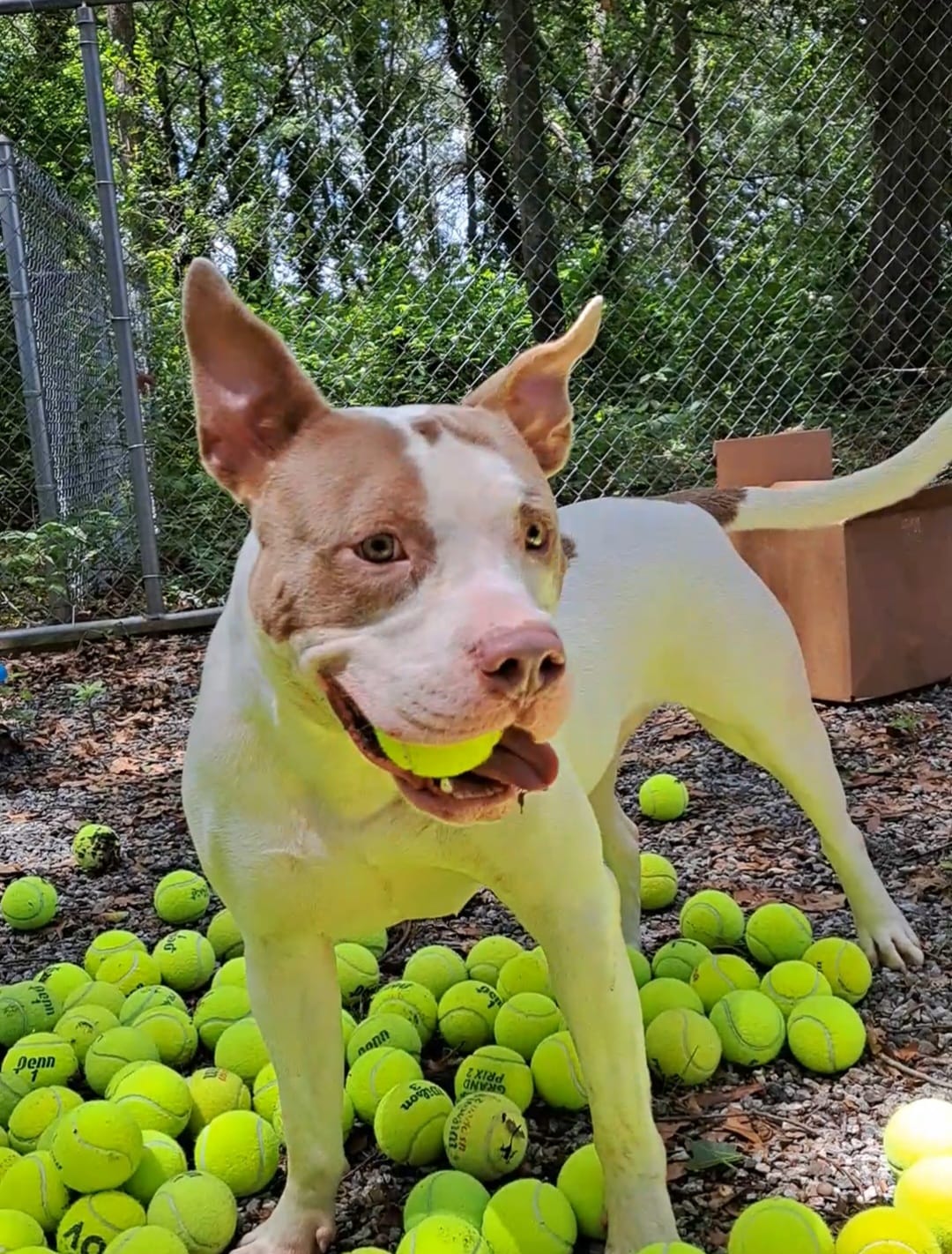 shelter dog playing with tennis balls